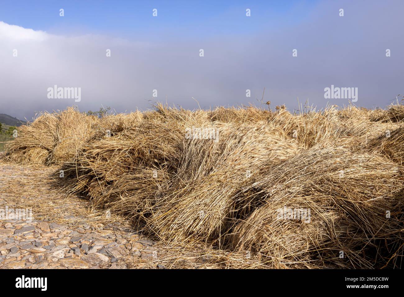 Getreide, Mais, geschnitten und auf den Dreschkreis gelegt, um während des Dreschtages für das Dreschen bereit zu sein, Dia de la trilla im Ecomuseo in San Jose Stockfoto