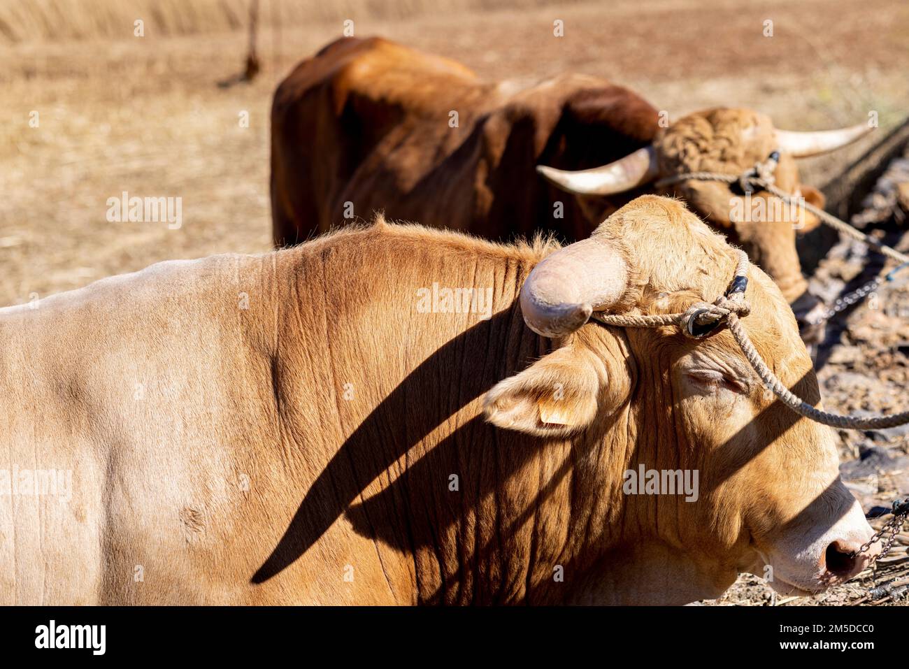 Ochsen pflügen die Felder am Dreschtag, Dia de la trilla im Ecomuseo in San Jose de Los Llanos, El Tanque, Teneriffa, Kanarische Inseln, Sp Stockfoto