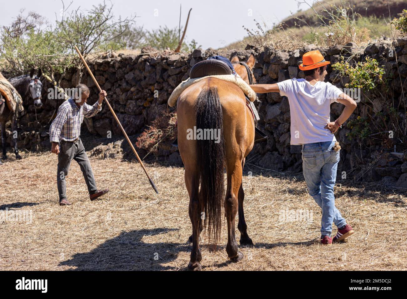 Bauer mit seinem Pferd, Pastoralszene in der Dia de la trilla im Ecomuseo in San Jose de Los Llanos, El Tanque, Teneriffa, Kanarische Inseln, Spanien Stockfoto