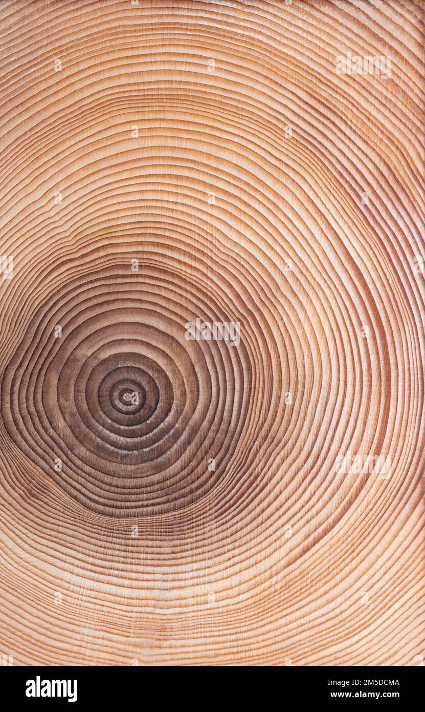 Wachstumsringe einer Fichte. Querschnitt, der durch den getrockneten Stamm einer europäischen Fichte, Picea abies, geschnitten wird und die Jahresringe oder Baumringe zeigt. Stockfoto