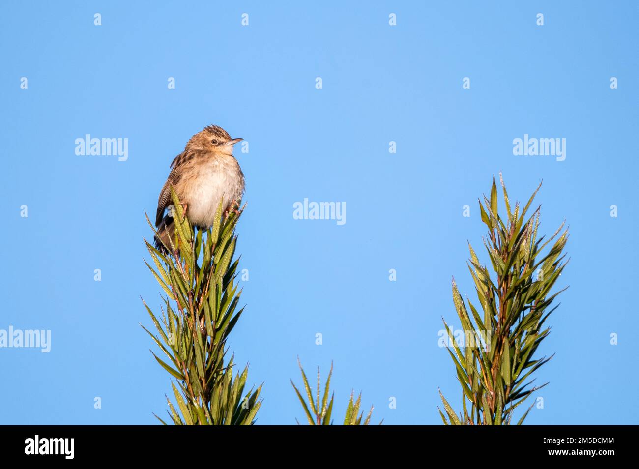 Zitting cisticola oder Cisticola juncidis auf einem Ast Stockfoto