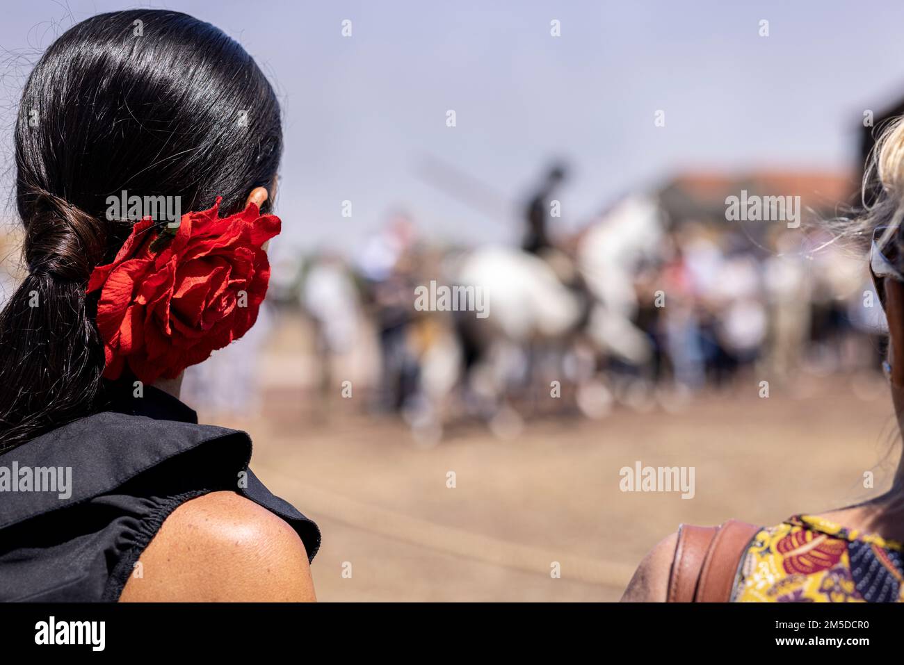 Eine Spanierin mit einer roten Rose im schwarzen Haar sieht sich beim Dreschen traditionelle andalusische Reiter an, Dia de la trilla im Stockfoto