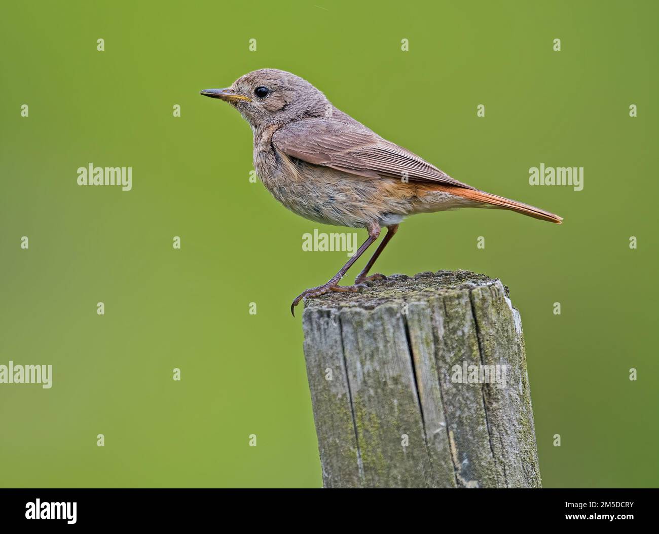 Gartenrotschwänze Stockfoto