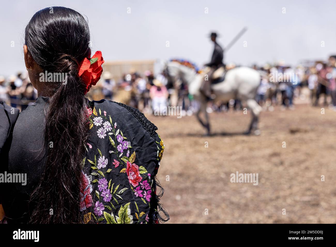 Eine Spanierin mit einer roten Rose im schwarzen Haar sieht sich beim Dreschen traditionelle andalusische Reiter an, Dia de la trilla im Stockfoto