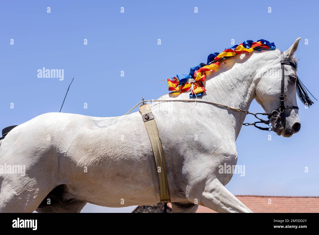 Andalusischer Reiter mit traditioneller Reiterkunst und montierter Tanzvorstellung zur Musik am Dreschtag, Dia de la trilla im Stockfoto