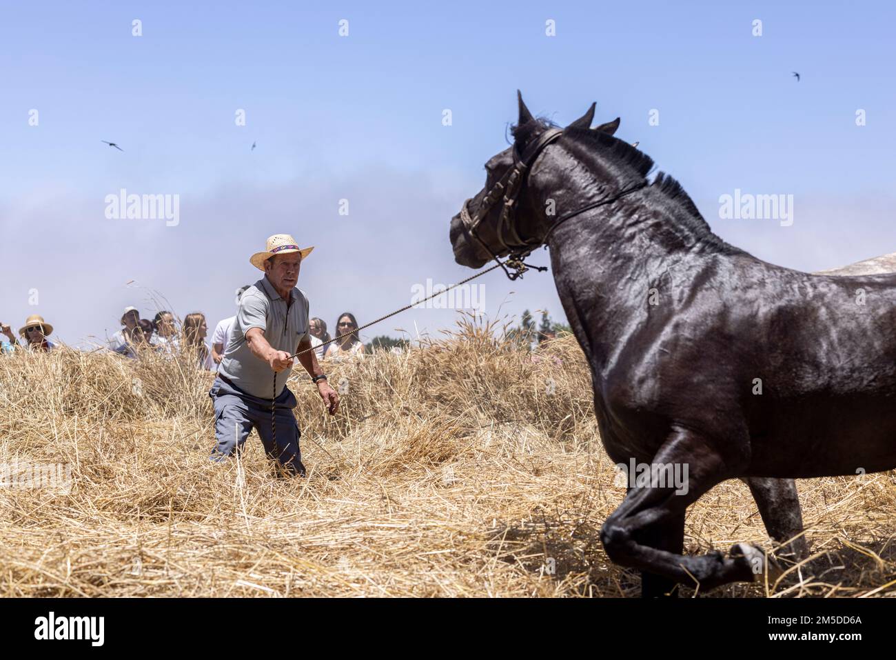 Mit Pferden und Maultieren den Mais in der Ära zu dreschen, Dreschkreis am Dreschtag, Dia de la trilla im Ecomuseo in San Jose de Los Llan Stockfoto