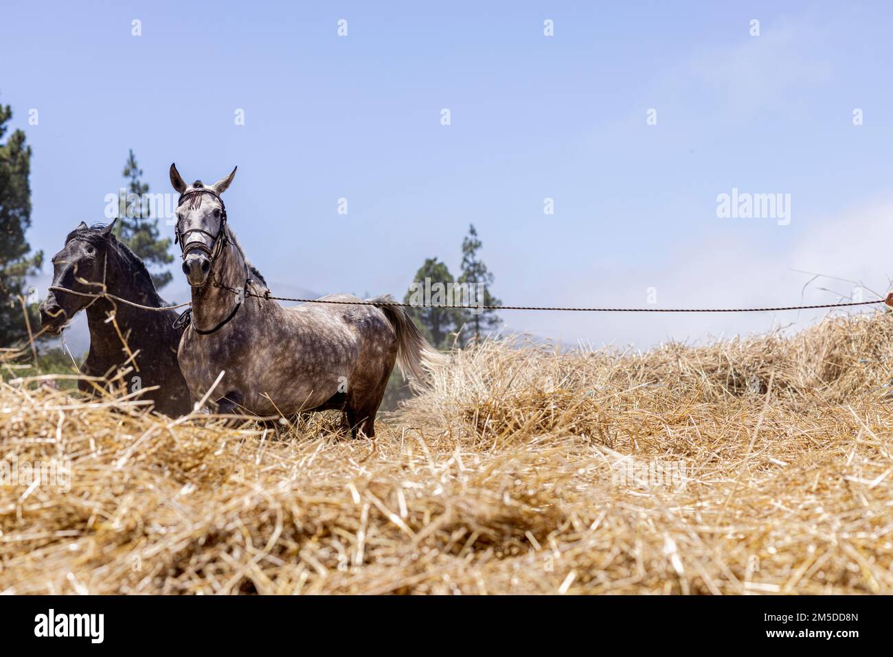 Mit Pferden und Maultieren den Mais in der Ära zu dreschen, Dreschkreis am Dreschtag, Dia de la trilla im Ecomuseo in San Jose de Los Llan Stockfoto
