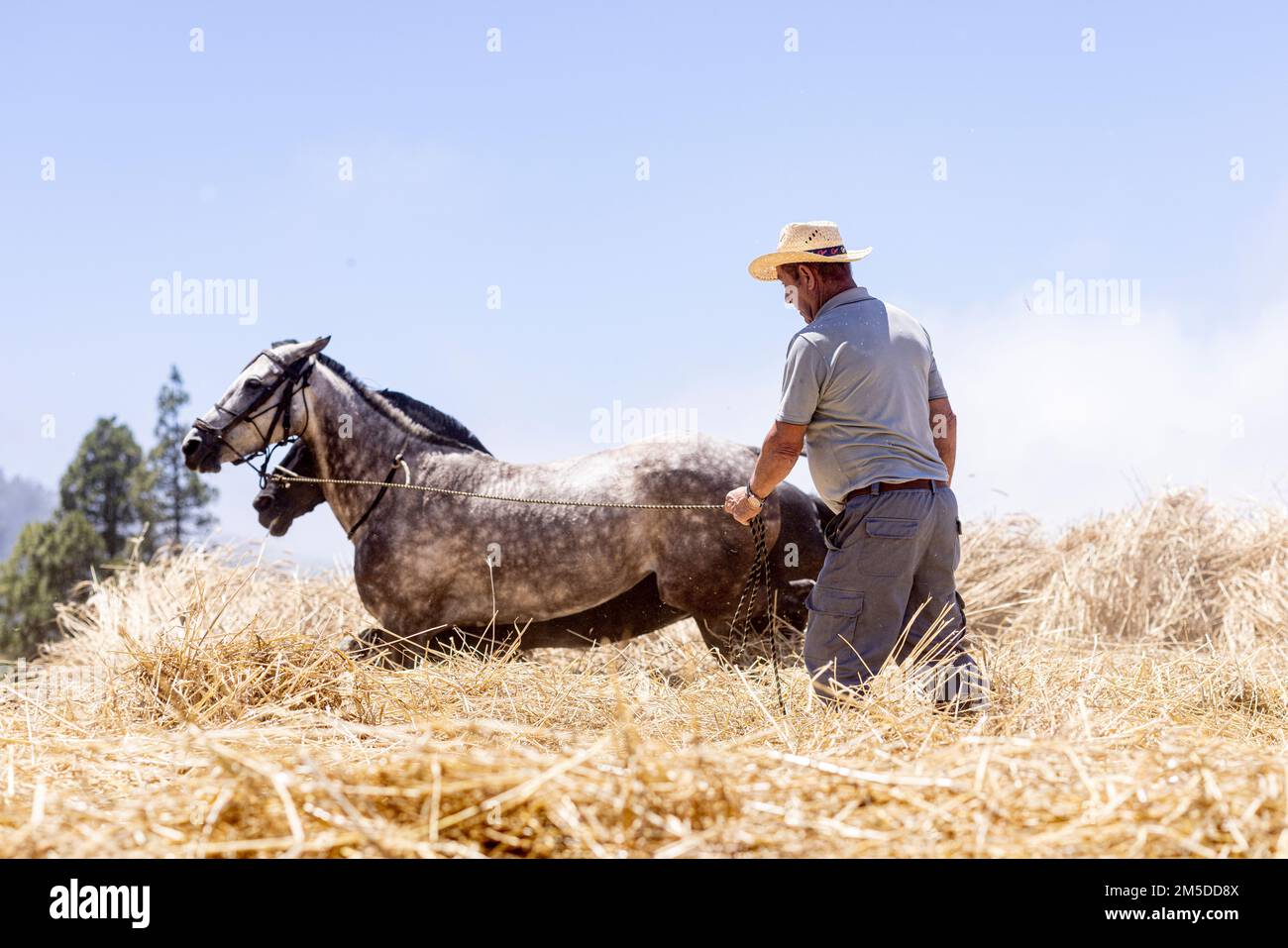 Mit Pferden und Maultieren den Mais in der Ära zu dreschen, Dreschkreis am Dreschtag, Dia de la trilla im Ecomuseo in San Jose de Los Llan Stockfoto