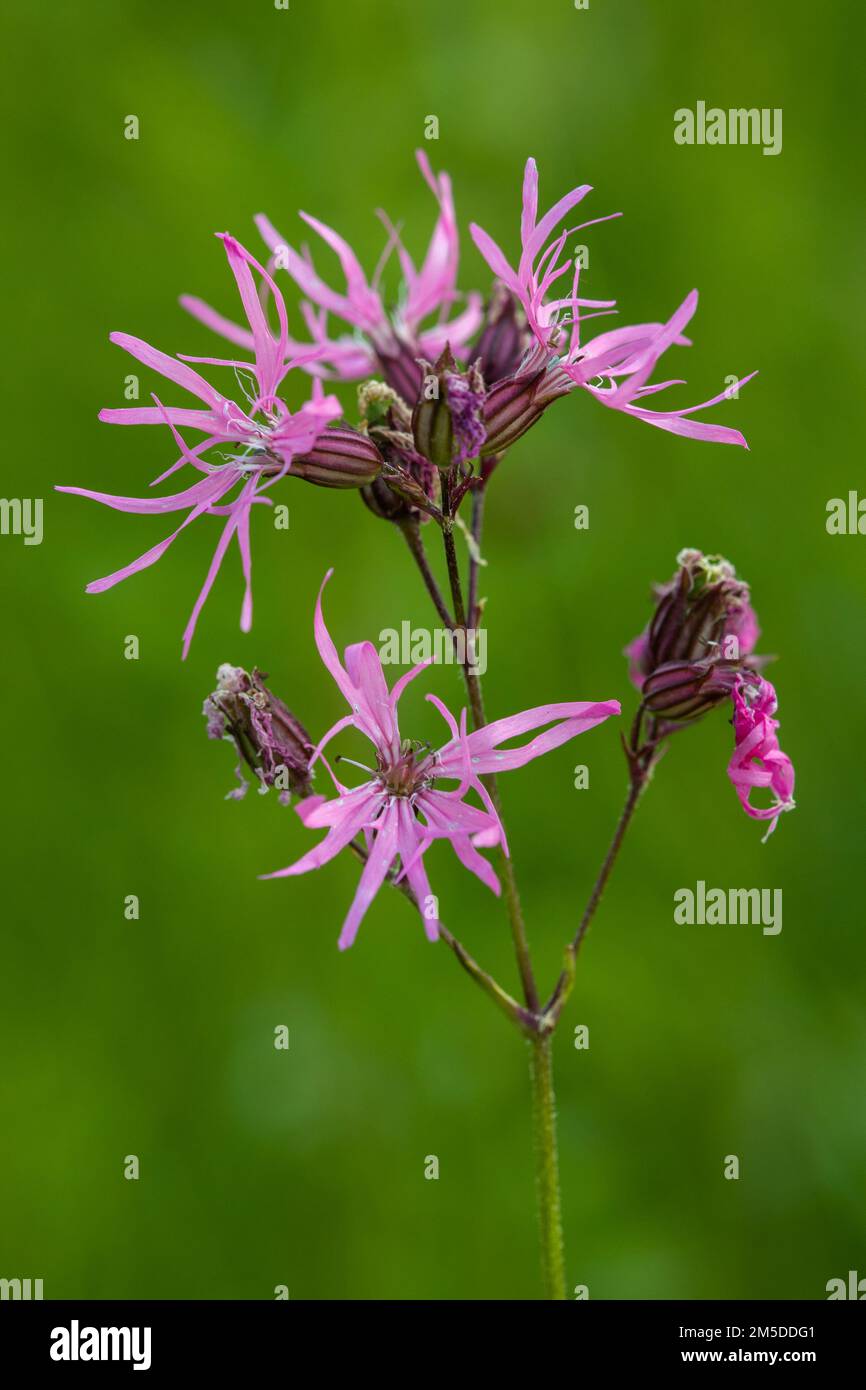 Ragged Robin (Silene Flos-cuculi), Blumenkopf in traditioneller Heuwiese, Brook Meadow, West Midlands, England, Juni. Stockfoto