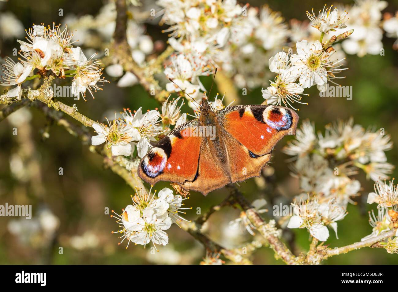 Peacock Butterfly, (Aglais io), Erwachsener, sonnt sich von Schwarzdornblüten am Waldrand, (Prunus spinosa) West Midlands, England, April. Stockfoto