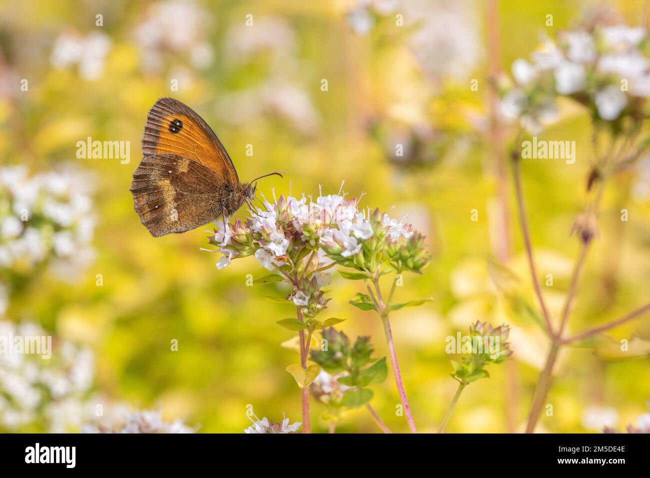 Gatekeeper / Heckenbrauner Schmetterling, (Pyronia tithonus), erwachsener Nektaring an blühender Marjoranpflanze (Origanum majorana) im Garten, Juli. Stockfoto