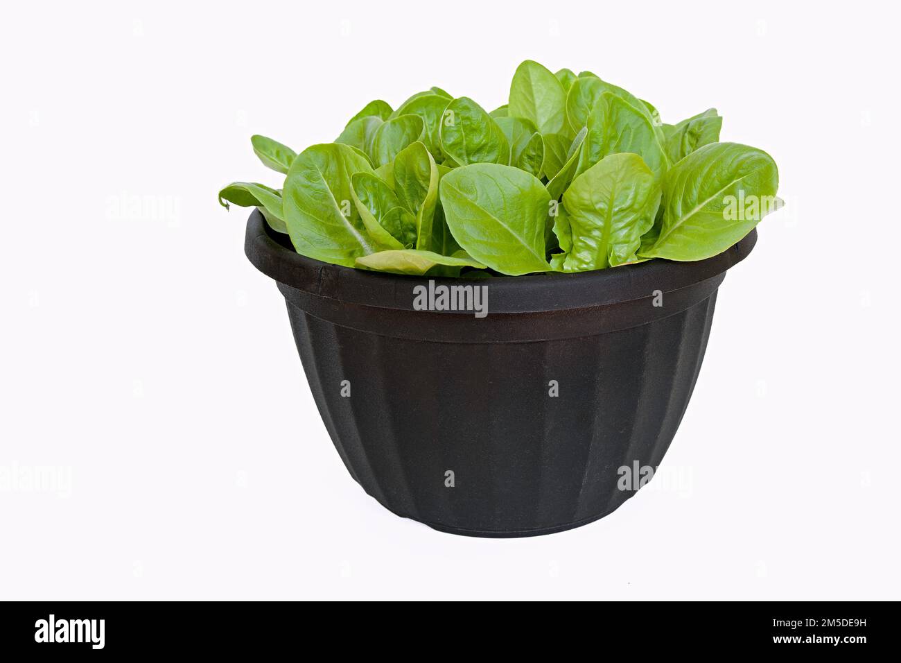 Frische junge Römersalatpflanzen in einem Topf, weißer Hintergrund. Stockfoto Frische junge Römersalatpflanzen in einem Topf, weißer Hintergrund. Stockfoto