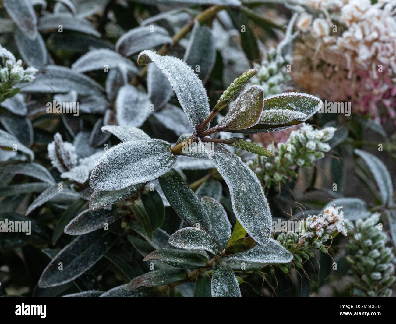 Eine Nahaufnahme der Schießspitzen eines Frostbedeckten Hebe Stockfoto