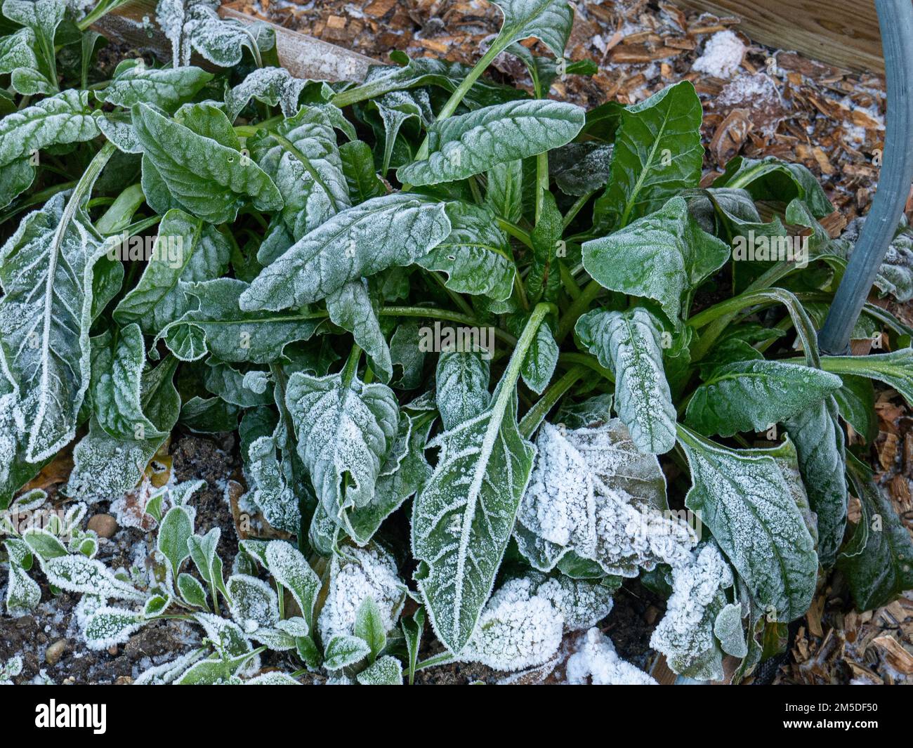 Eine Reihe von immerwährendem Spinat, die von einem schweren Winterfrost niedergelegt wurde Stockfoto