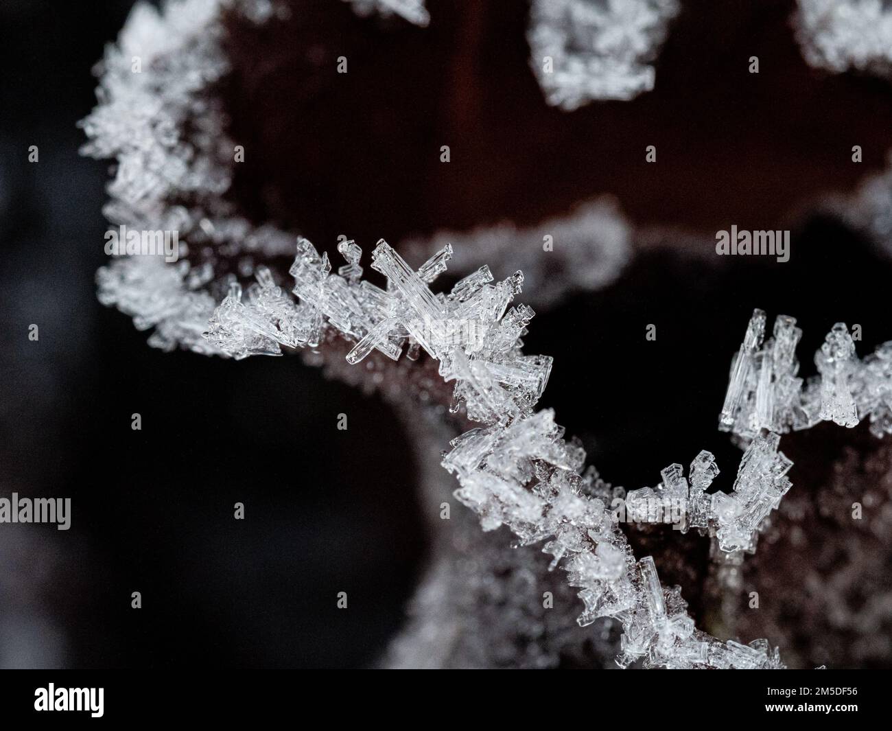 Eiskristalle an den Rändern der dunkelroten Blätter eines Radicchios. Stockfoto
