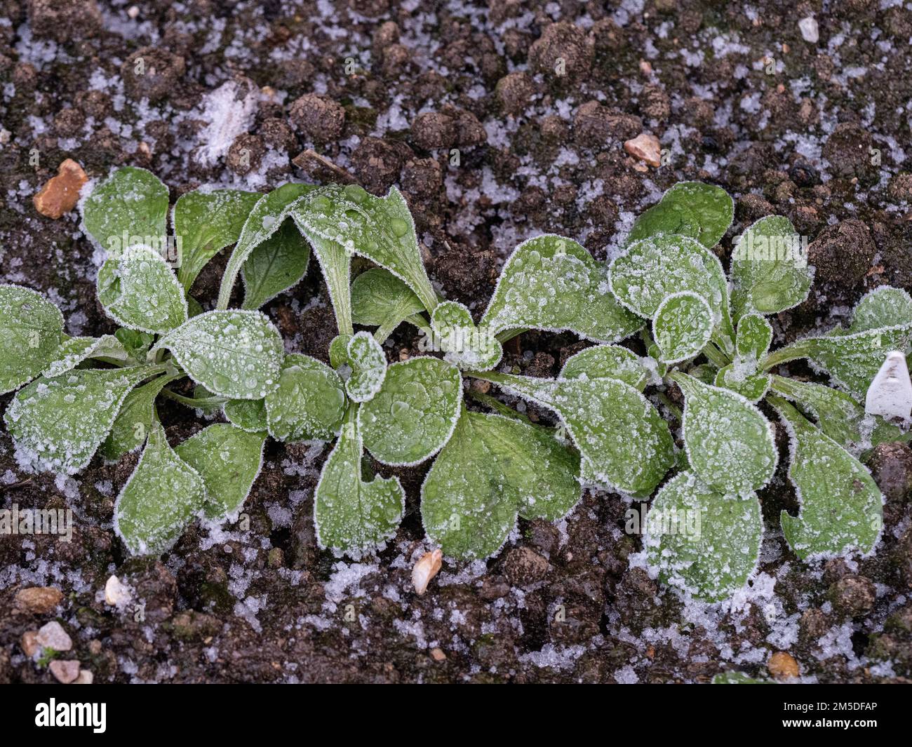 Junge Setzlinge aus Maissalat oder Lammsalat, die nach hartem Frost mit Eiskristallen bedeckt sind. Stockfoto