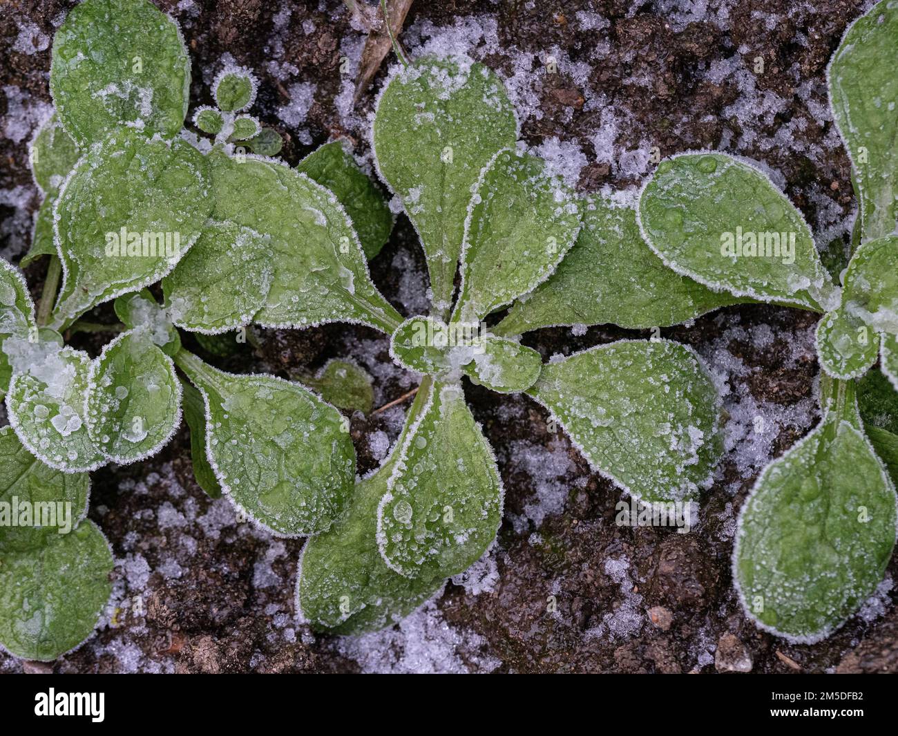 Junge Setzlinge aus Maissalat oder Lammsalat, die nach hartem Frost mit Eiskristallen bedeckt sind. Stockfoto