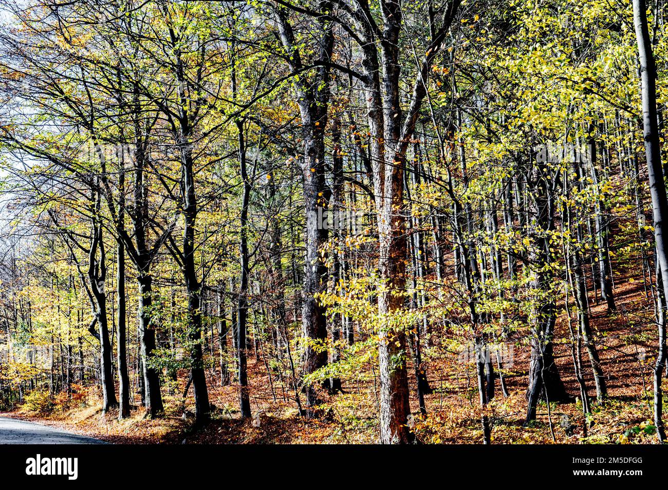 Ilsetal nahe Ilsenburg im Harz; Ilse bei Ilsenbur im Harzgebirge, Deutschland Stockfoto