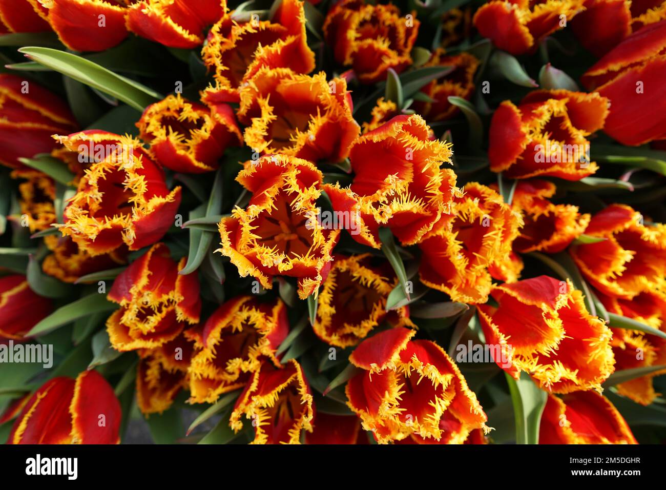 Rote und gelbe Tulpenblüten Stockfoto