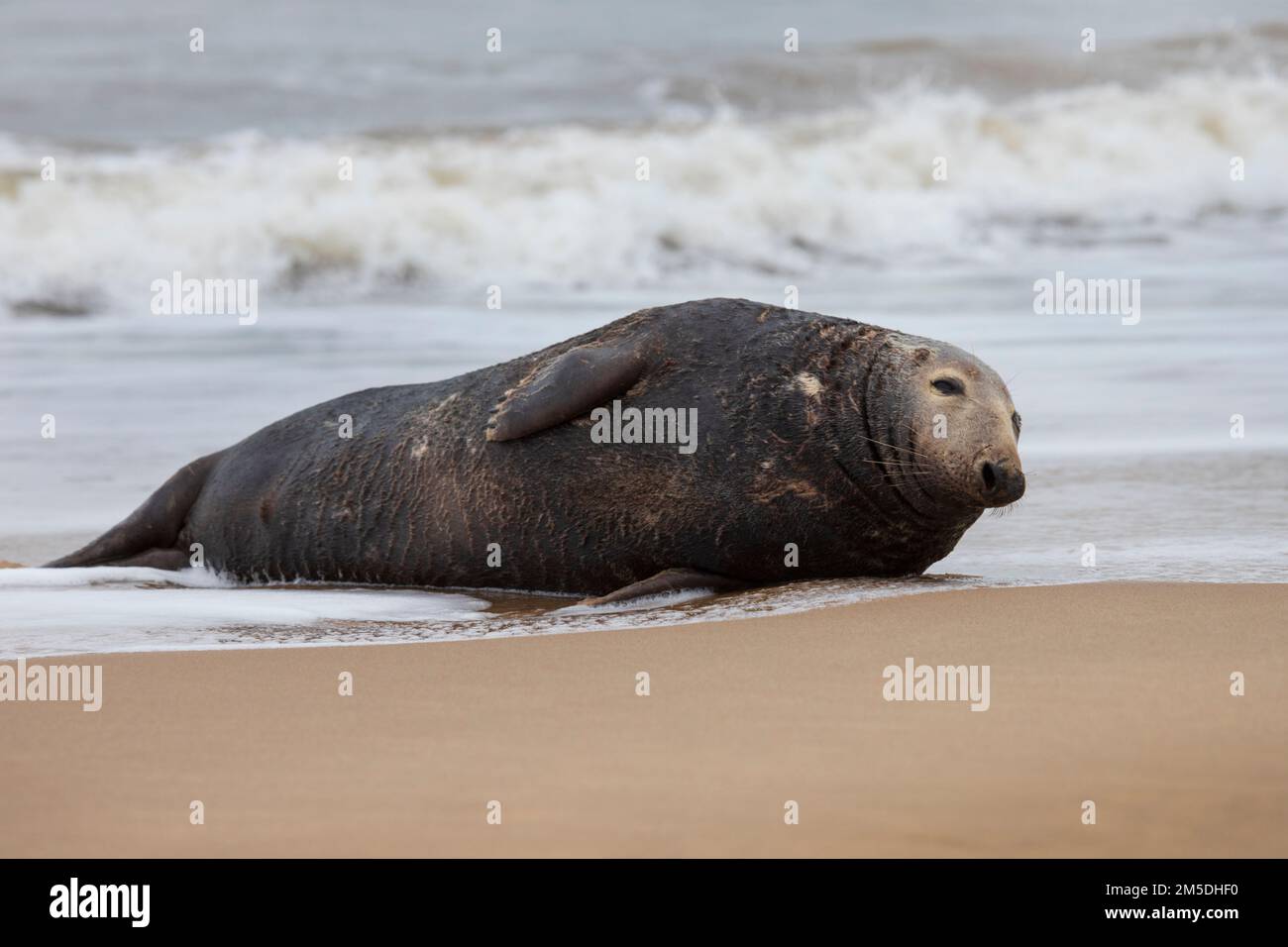 Atlantic Grey Seal in the Surf am Waxham Beach in Norfolk, Großbritannien, Dezember 2022 Stockfoto