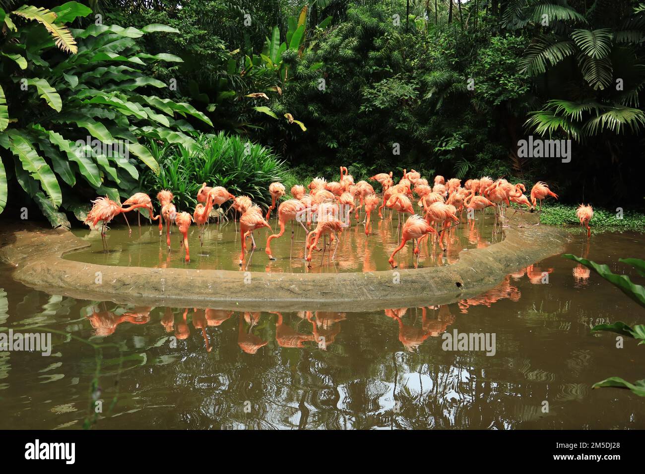 Eine Schar von schwärmenden roten und rosa Flamingos im zoo von singapur Stockfoto