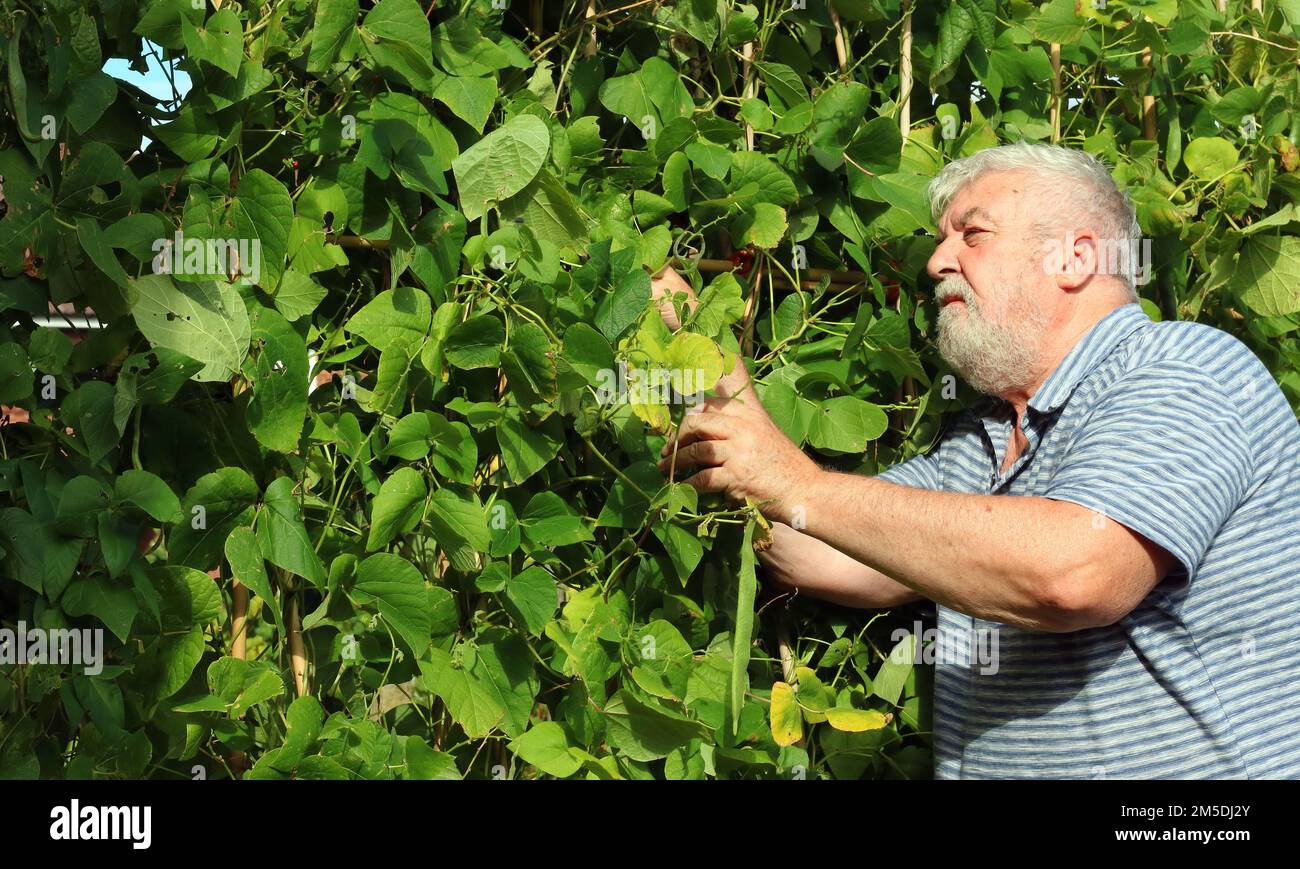Älterer oder älterer Mann, der Läufer oder Stangenbohnen zum Essen pflückt. Gemüsezüchter. Stockfoto