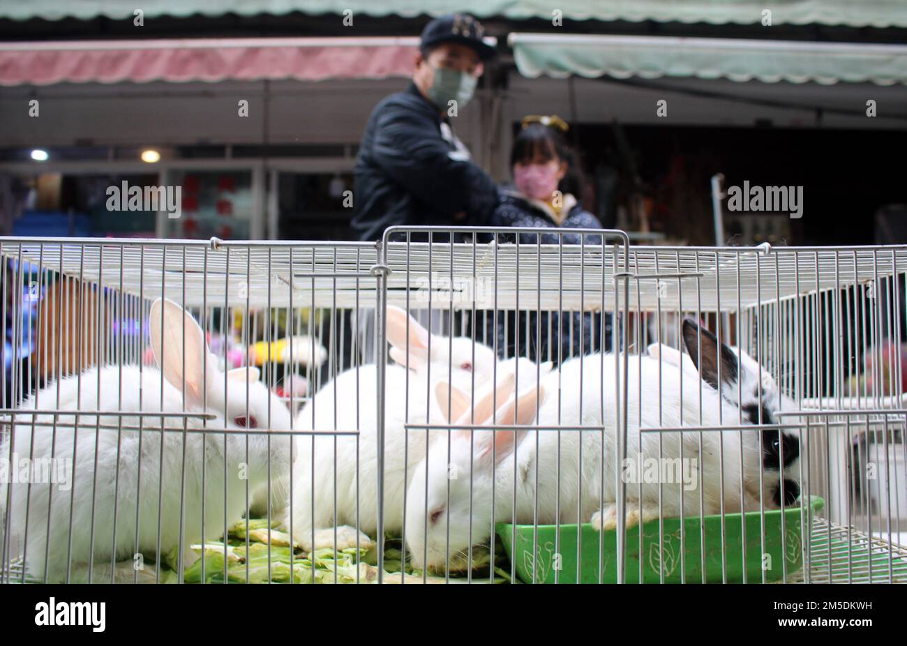 SUZHOU, CHINA - 28. DEZEMBER 2022 - Kunden kaufen Kaninchen in einer Tierhandlung in Suzhou, Ostchina, Provinz Jiangsu, 28. Dezember 2022. Stockfoto