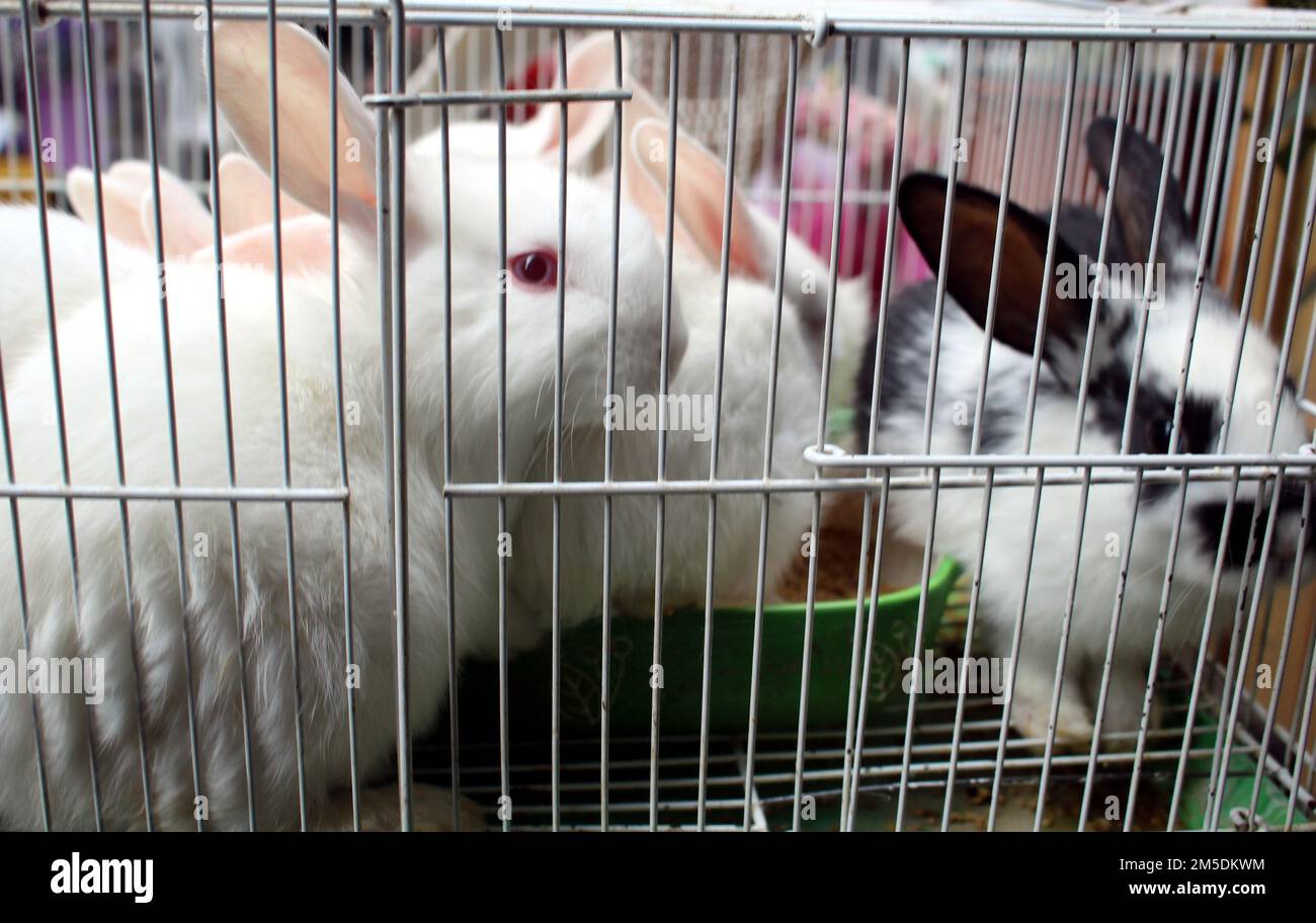 SUZHOU, CHINA - 28. DEZEMBER 2022 - Kunden kaufen Kaninchen in einer Tierhandlung in Suzhou, Ostchina, Provinz Jiangsu, 28. Dezember 2022. Stockfoto