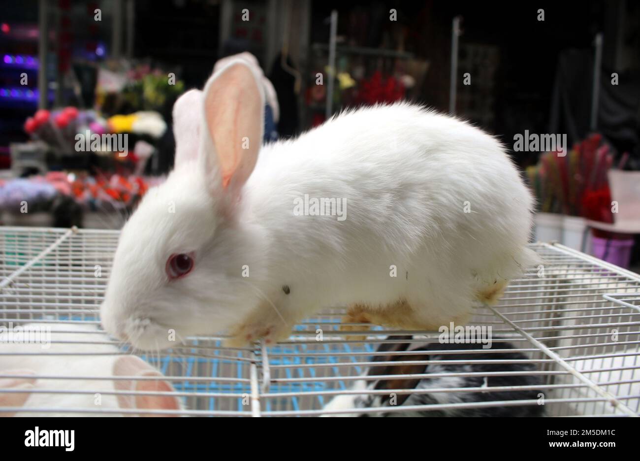 SUZHOU, CHINA - 28. DEZEMBER 2022 - Kunden kaufen Kaninchen in einer Tierhandlung in Suzhou, Ostchina, Provinz Jiangsu, 28. Dezember 2022. Stockfoto