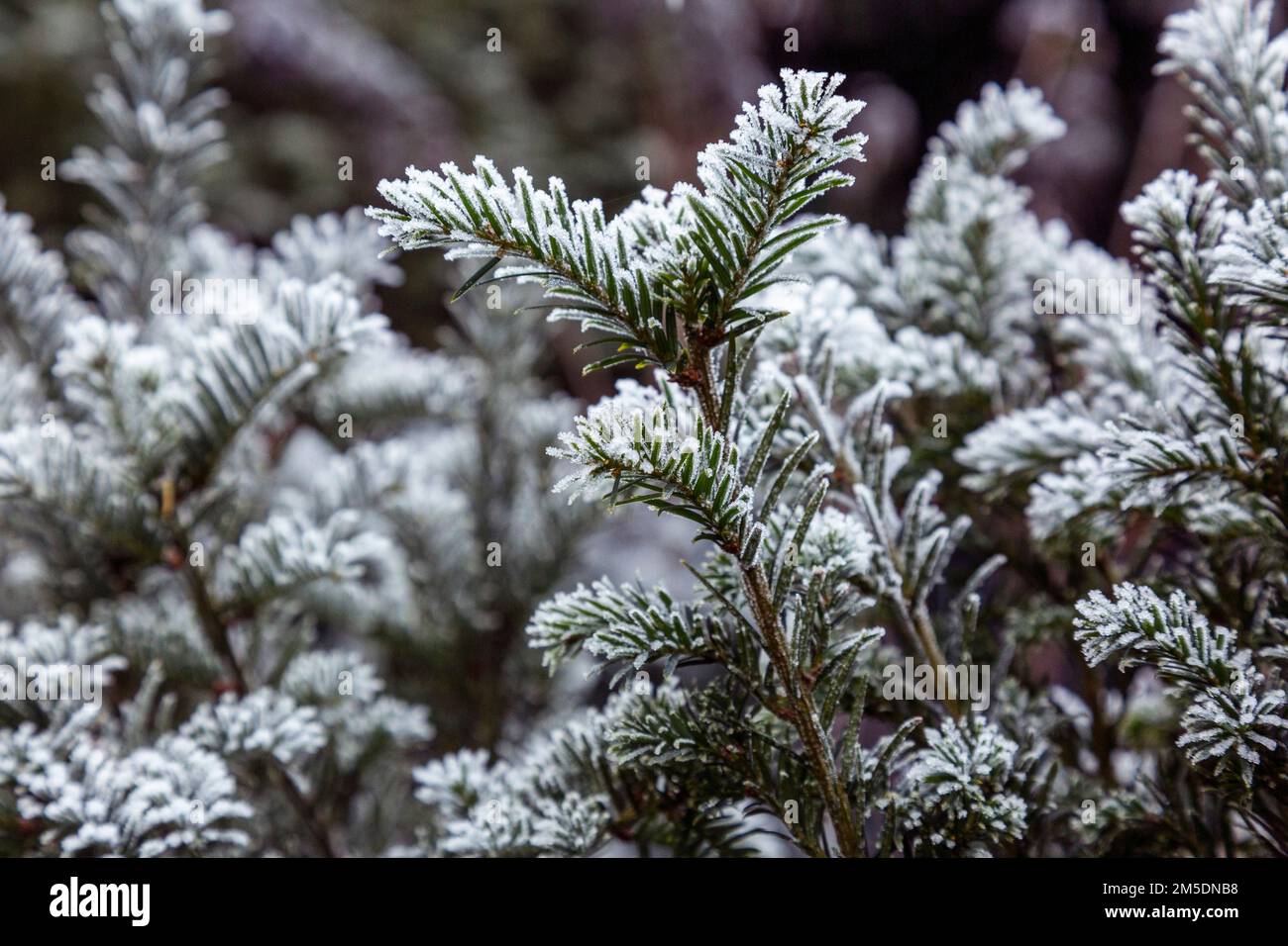 Natur, Jahreszeiten, Herbst, Herbstfarben, Winter, Kälte, Pflanzenwelt