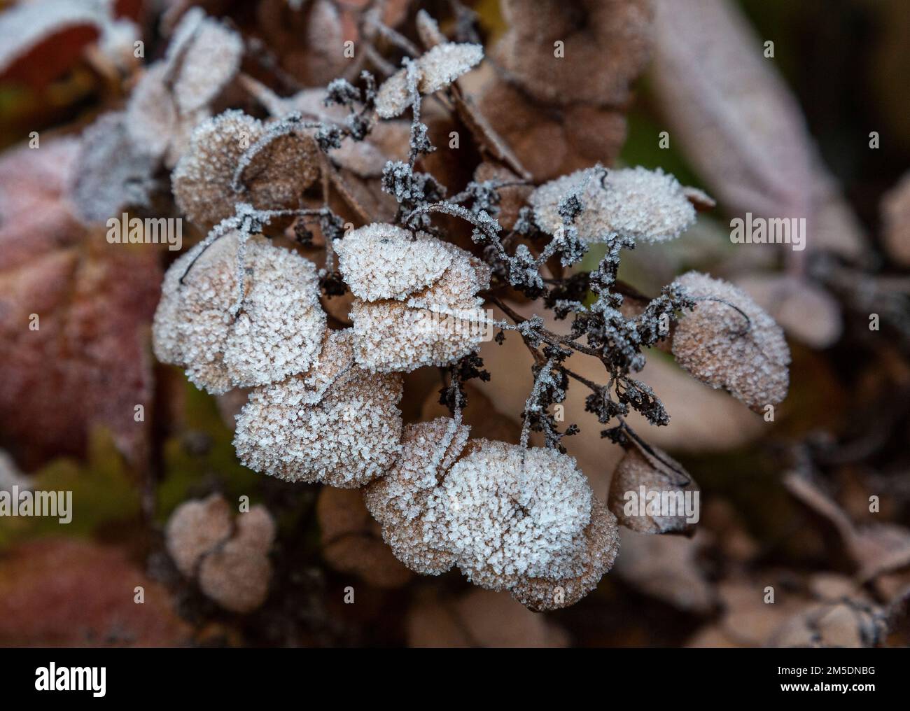 Natur, Jahreszeiten, Herbst, Herbstfarben, Winter, Kälte, Pflanzenwelt, Flora, Laub bedeckt mit Heiserfrost, Hortensien aus Eichenblättern, Hydrangea quercifolia, Blütenbildung Stockfoto