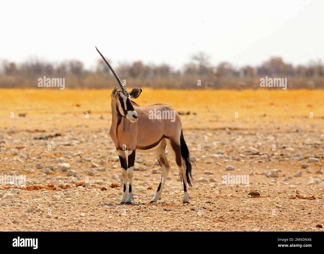 Isolierter One Horned Gemsbok Oryx, der auf trockenen, staubigen afrikanischen Ebenen steht Stockfoto