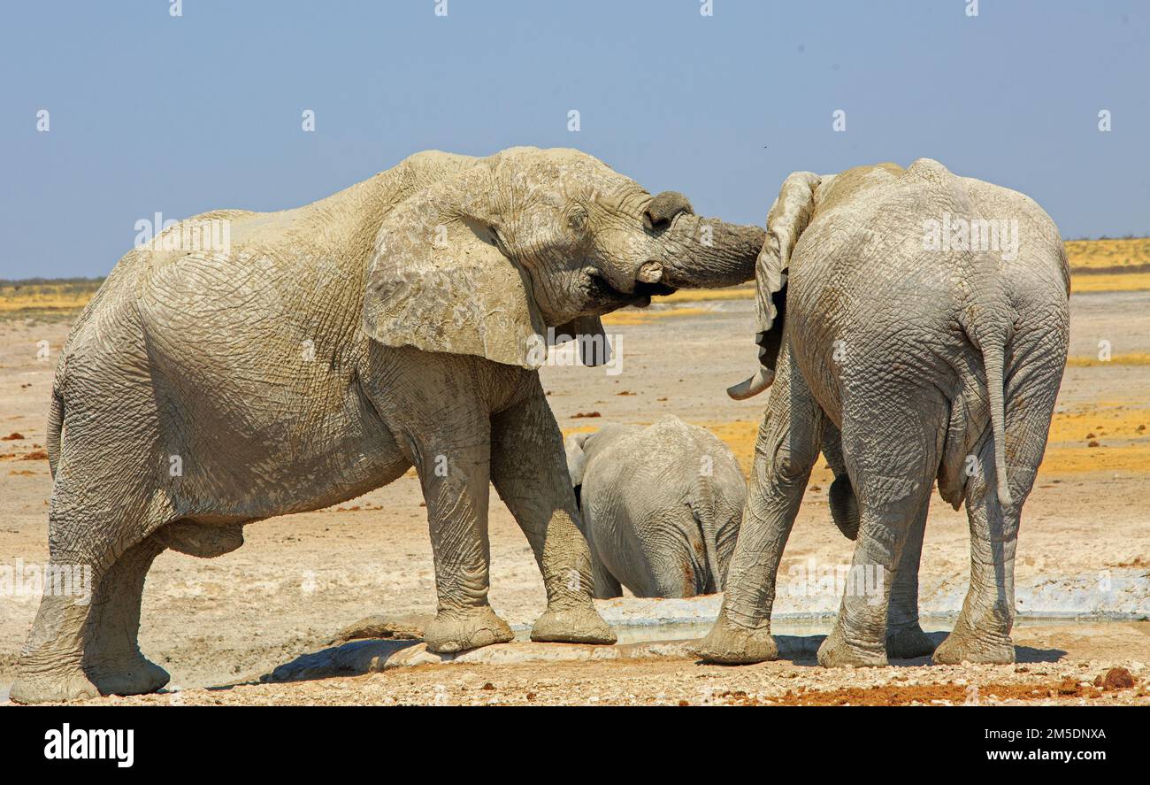 Zwei afrikanische Elefanten mit ihren umschlossenen Stämmen Stockfoto