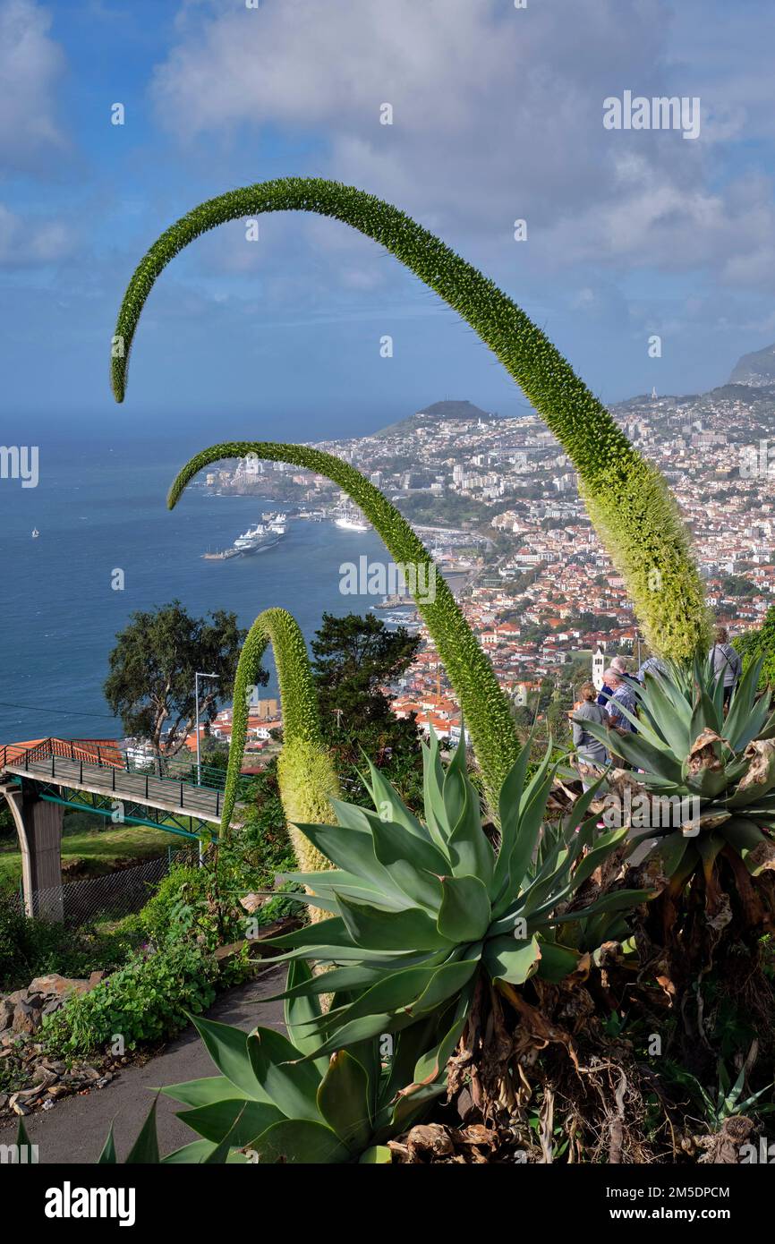 Schwanenhals-Agave-Blumen. Funchal, Madeira. Stockfoto