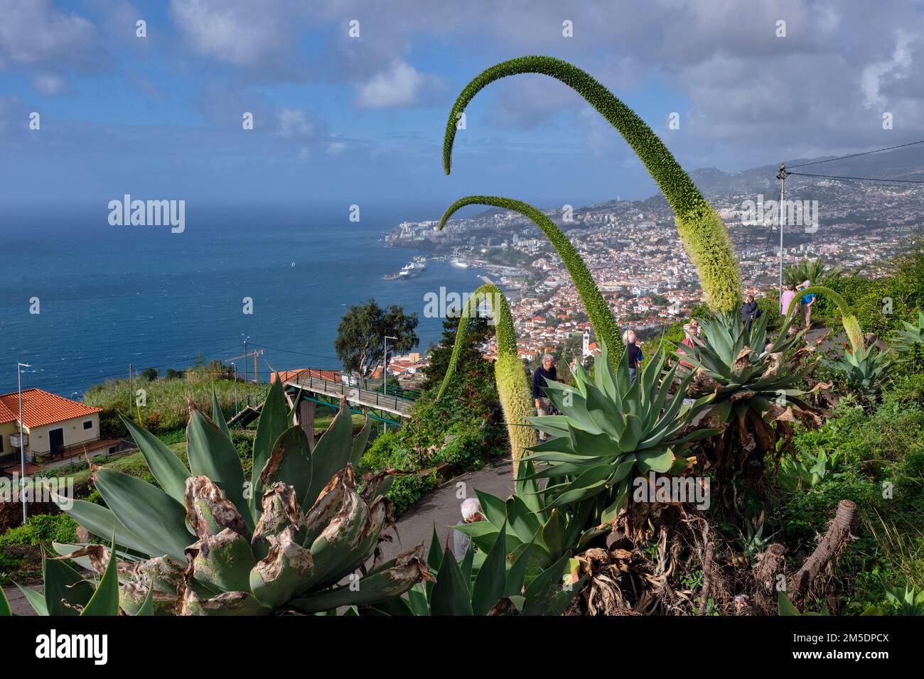 Schwanenhals-Agave-Blumen. Funchal, Madeira. Stockfoto