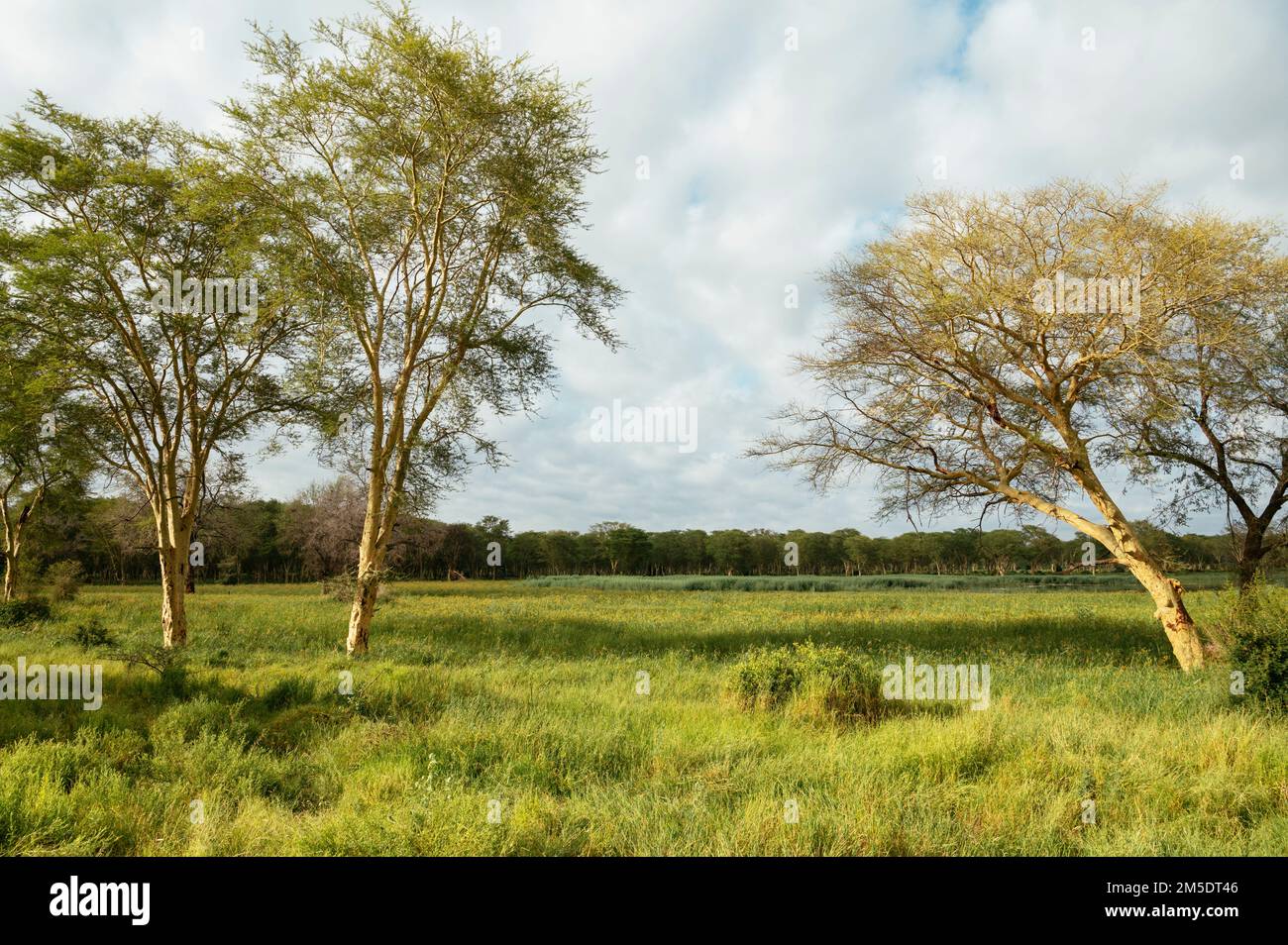 Fieberbäume, Makuleke Contractual Park, Kruger National Park, Südafrika Stockfoto