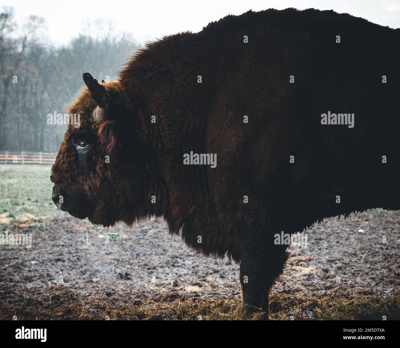 Europäische Bisons Stockfoto