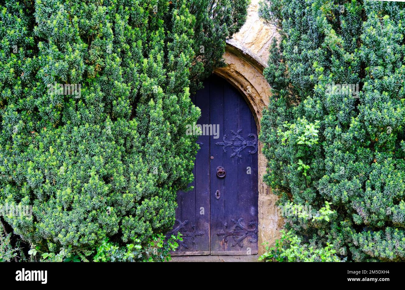 Eibenbaum um die Kirchentür in der Netherbury Parish Church, Dorset, Großbritannien - John Gollop Stockfoto