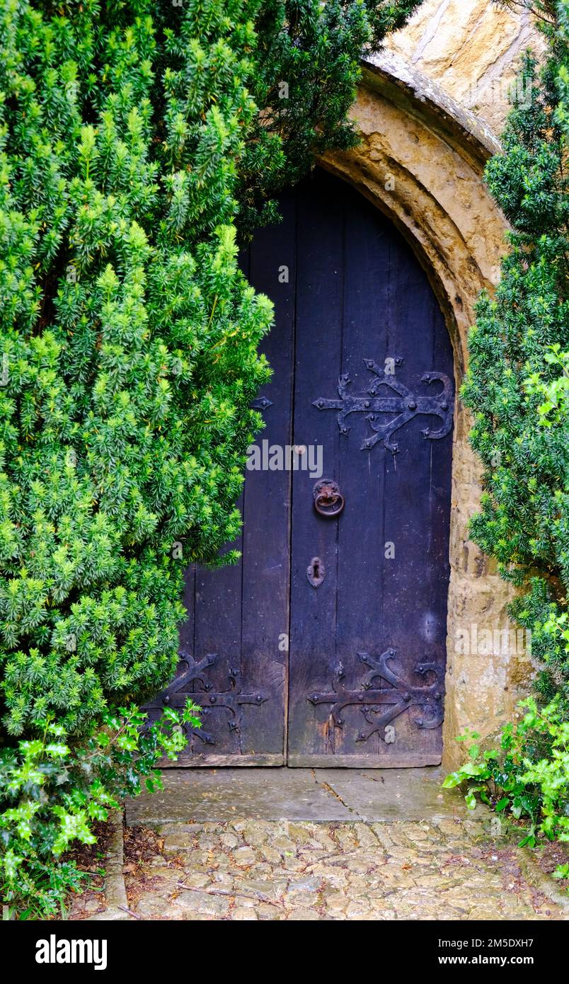 Eibenbaum um die Kirchentür in der Netherbury Parish Church, Dorset, Großbritannien - John Gollop Stockfoto