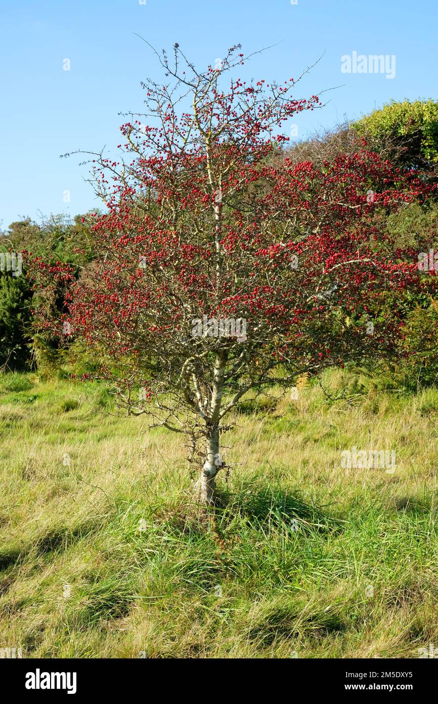 Weißdornbaum voller roter, reifer Beeren - John Gollop Stockfoto