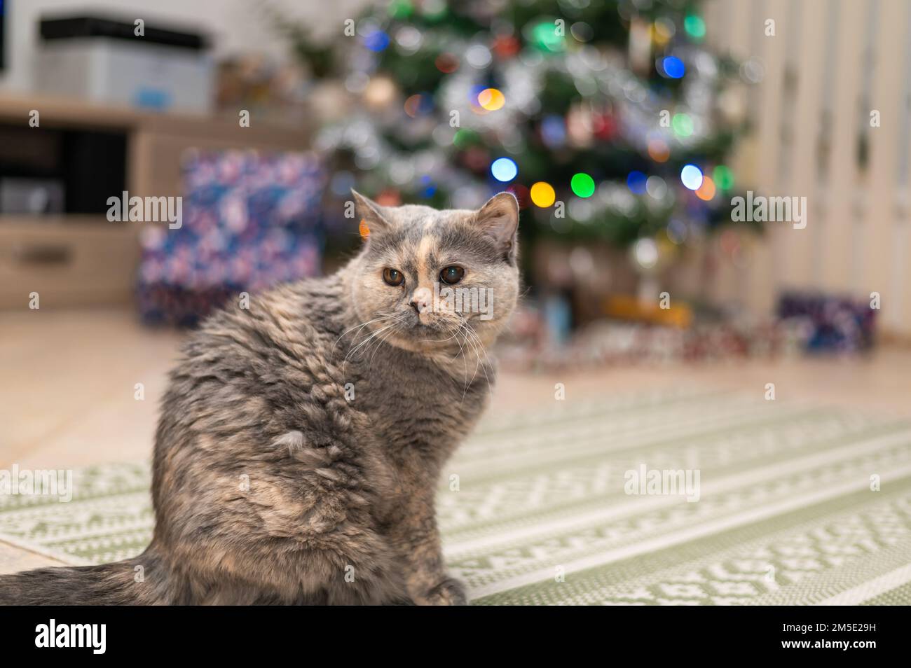 Die britische Katze liegt vor dem weihnachtsbaum mit leuchtenden Lichtern. Stockfoto