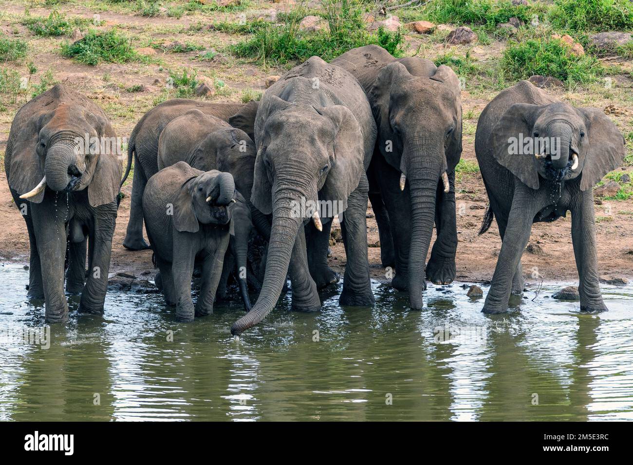 Afrikanische Elefanten trinken im Mlondozidam (Lower Sabie Park), Kruger NP, Südafrika. Stockfoto