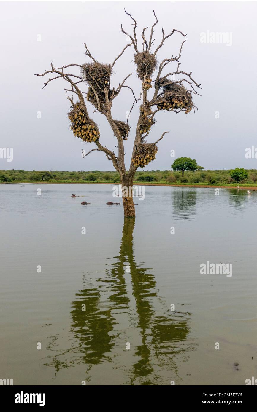 Alter Baum mit Nestern von Webervögeln (südliche Maskenweber, Ploceua velatus und Rotschnabelweber, Bubalornis niger) am Sunset Dam, L. Stockfoto