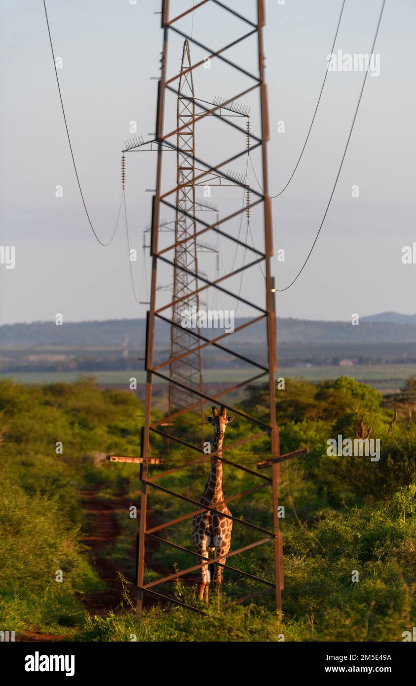 Elektrische Giraffe. Zimanga, Südafrika. Stockfoto