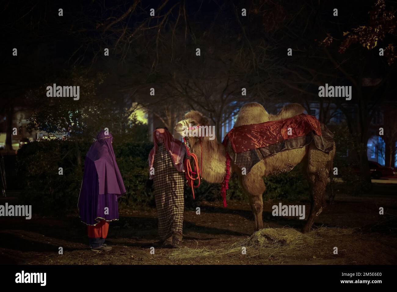 Kingsport, Tennessee, USA - 18. Dezember 2022: Weihnachtslichter und -Ausstellungen führen zwei Weisheit und ein Live-Kamel in der Innenstadt von Kingsport. Stockfoto