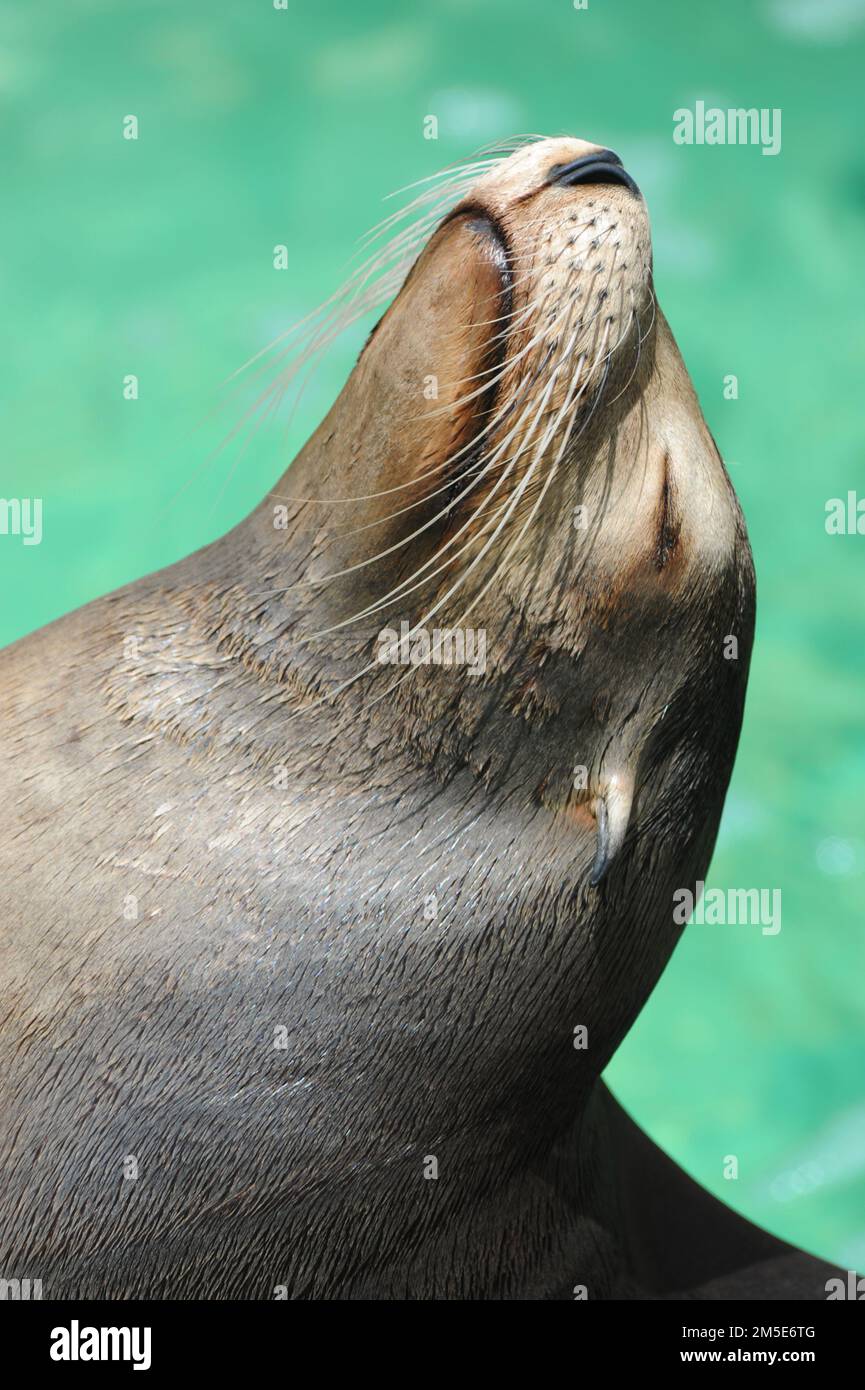 Der Seelöwe ruht sich aus dem Wasser aus und wärmt sich ein wenig in der Sonne auf. Stockfoto