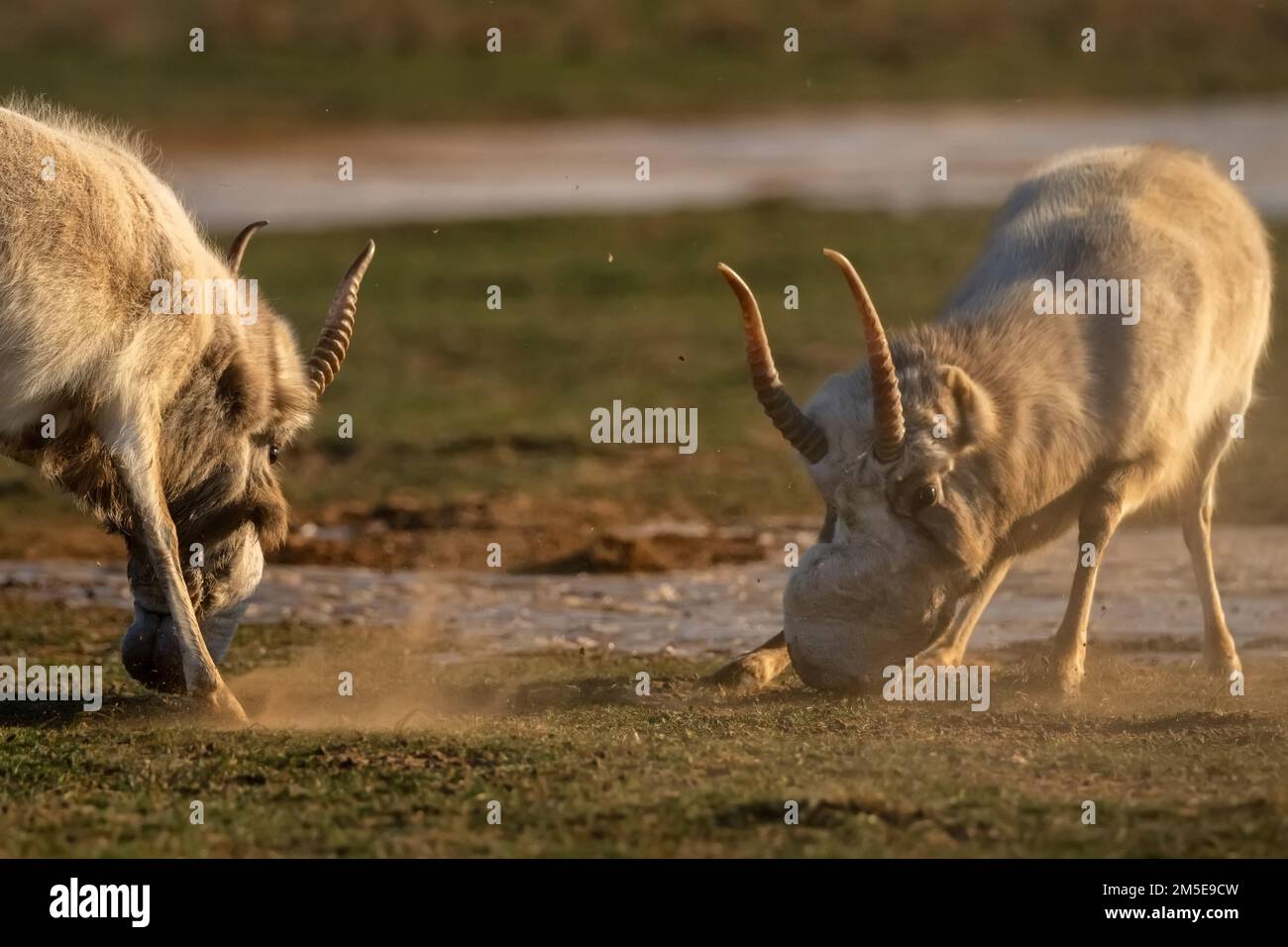 Im Winter kämpfen die Saigaer Antilopen oder Saigaer Tatarica in der Steppe in der Nähe des Wasserlochs Stockfoto