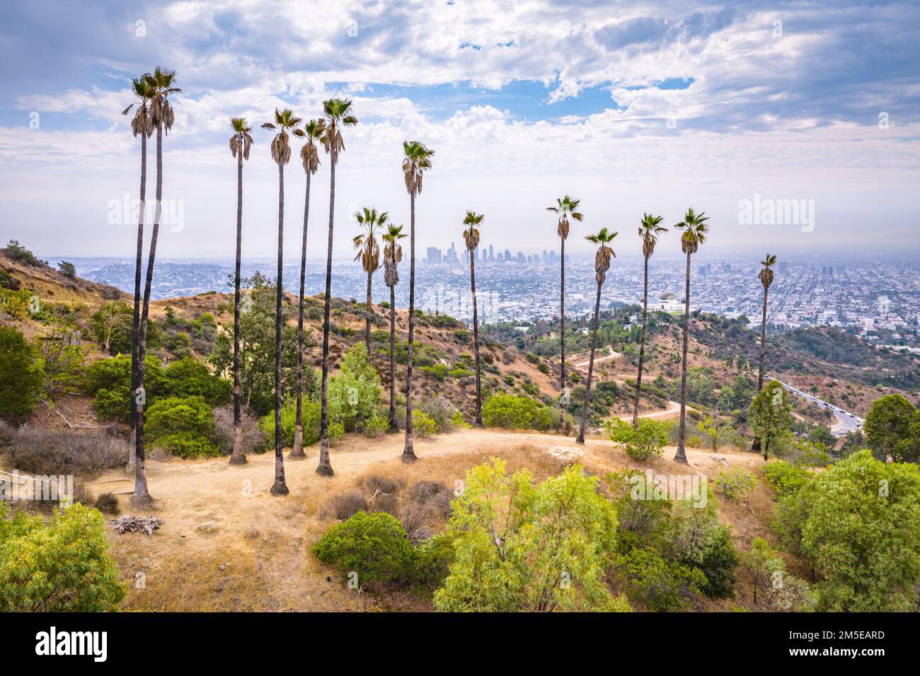 Blick von den Palmen vor der Innenstadt von Los angeles aus der Vogelperspektive Stockfoto