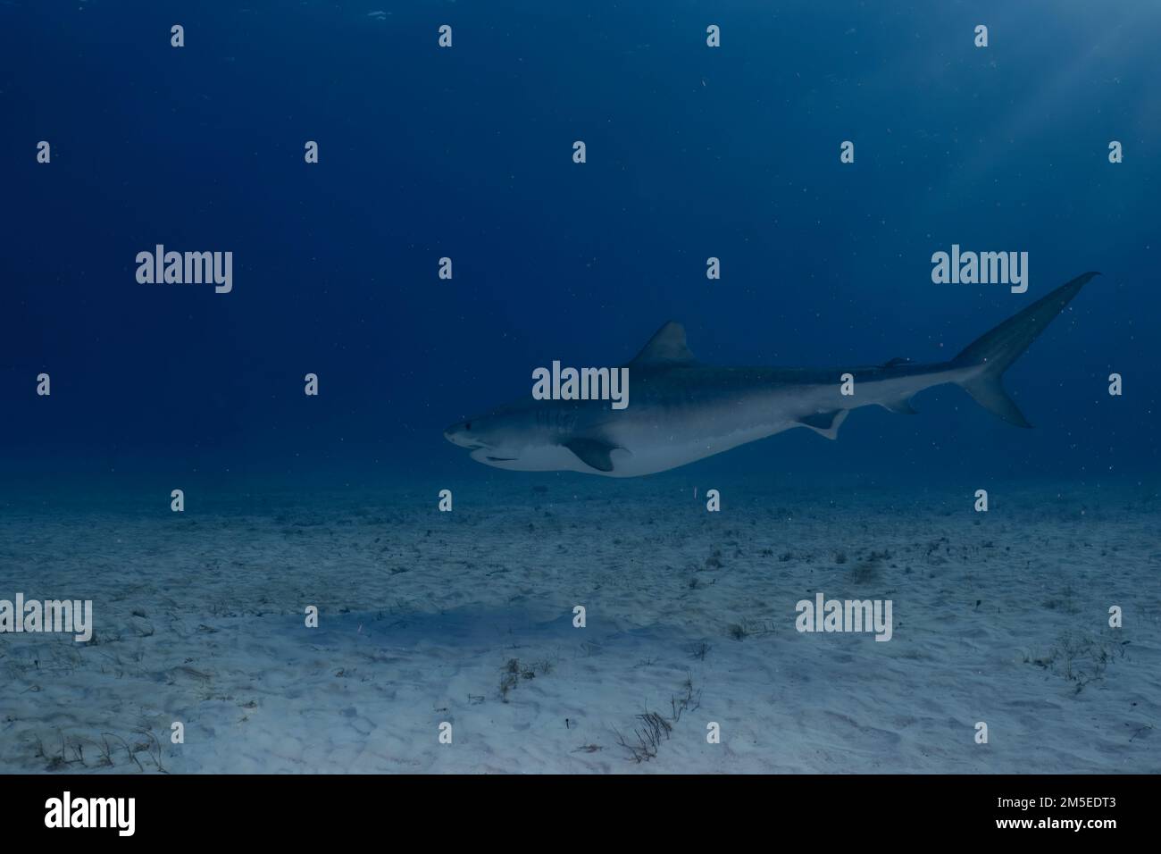 Ein Tigerhai (Galeocerdo cuvier) in Bimini, Bahamas Stockfoto