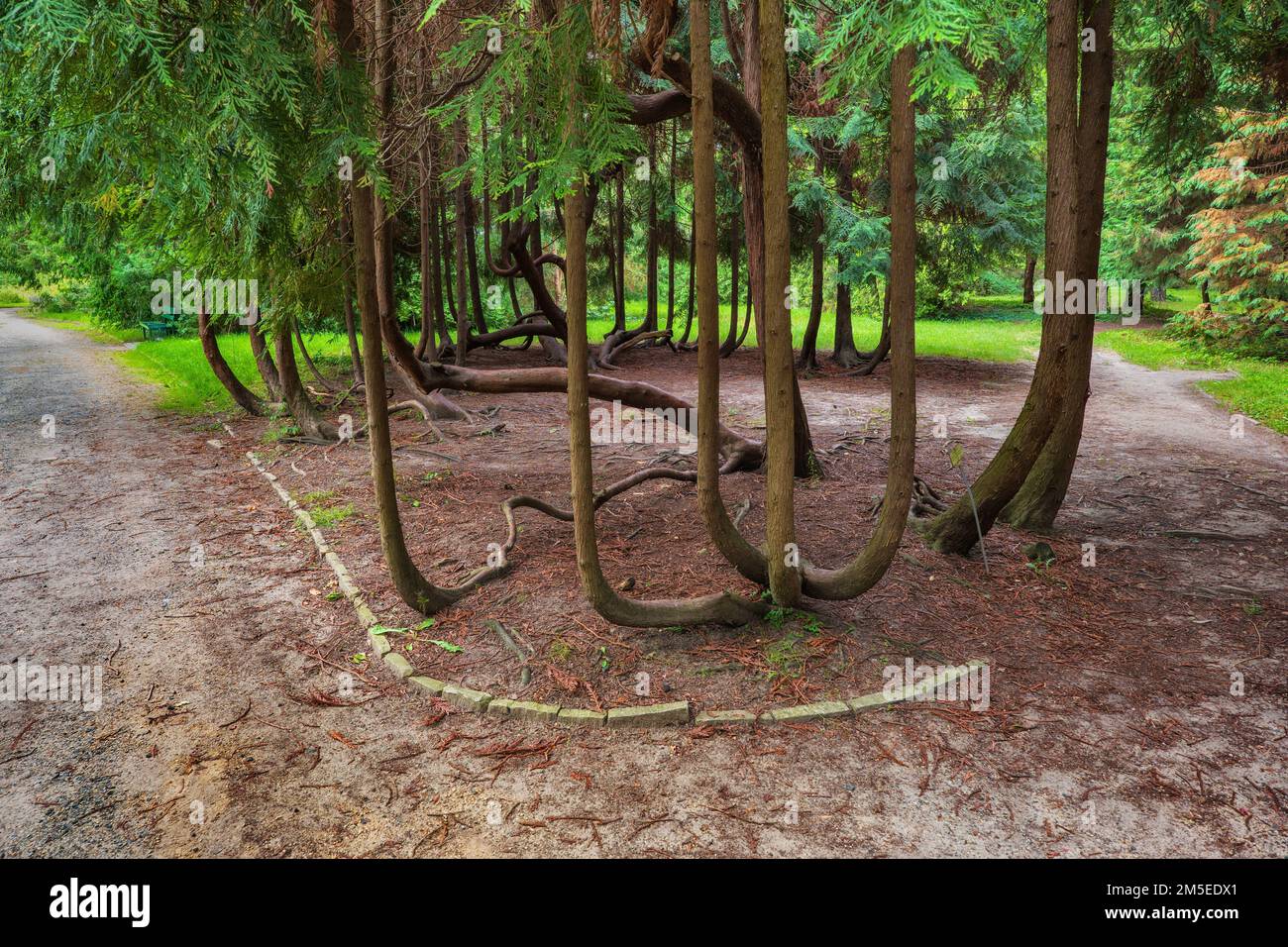 Landschaft mit Hiba-Zedernhain Thujopsis dolabrata, auch Hiba arborvitae, falsche Arborvitae oder Eidechsen genannt. Einzigartig, endemisch in Japan Stockfoto